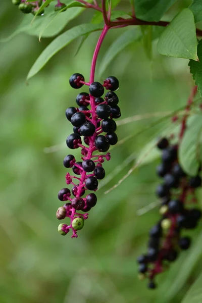 American pokeweed berries. Phytolaccaceae perennial toxic plants.You can see white flowers immature berries and black ripe berries at the same time around September.