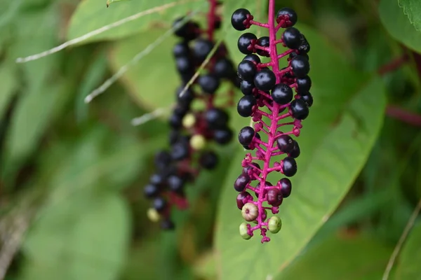 American pokeweed berries. Phytolaccaceae perennial toxic plants.You can see white flowers immature berries and black ripe berries at the same time around September.