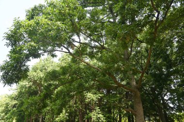 Sawtooth oak tree. Fagaceae deciduous tree. Insects such as beetles gather in search of sap from the bark.