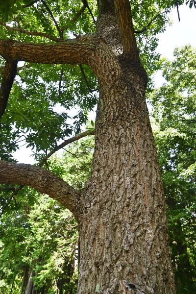 Sawtooth oak tree. Fagaceae deciduous tree. Insects such as beetles gather in search of sap from the bark.