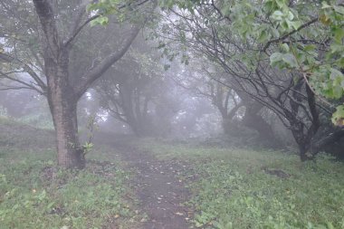 A mountain path covered in fog. Natural background material.