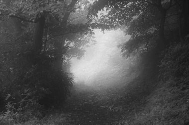 A mountain path covered in fog. Natural background material.