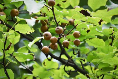 Wild japanese pear tree and leaves and fruits. Progenitor of Japanese pear, 2-3 cm in diameter, Even if it ripens from September to October, it is hard and sour, so it is not delicious.