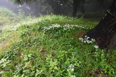 Sweet autumn clematis flowers. Lanunculaceae perennial toxic vine. Small white four-petaled flowers bloom from August to September.