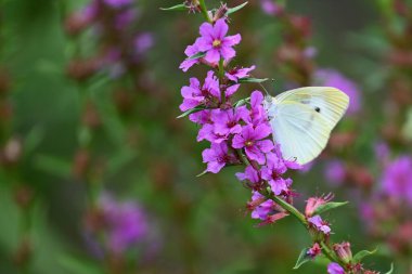 Loosestrife ( Lythrum anceps ) flowers and a butterfly. Lythraceae perennial plants. Blooms from July to September.