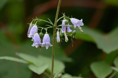 Japanese lady bell ( Adenophora triphylla ) flowers. Campanulaceae perennial plants. Light purple florets bloom from August to October. The root contains inulin and is a nourishing wild vegetable.