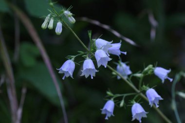 Japanese lady bell ( Adenophora triphylla ) flowers. Campanulaceae perennial plants. Light purple florets bloom from August to October. The root contains inulin and is a nourishing wild vegetable.