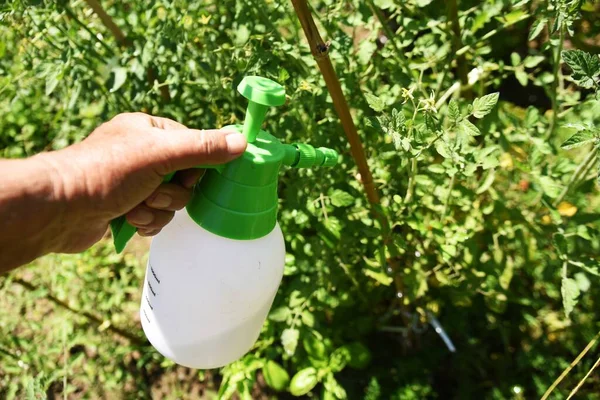 Cherry tomatoes cultivation in the vegetable garden. Cherry tomatoes are planted in May and can be harvested in about 50 days after flowering, making it easy for even beginners to grow.