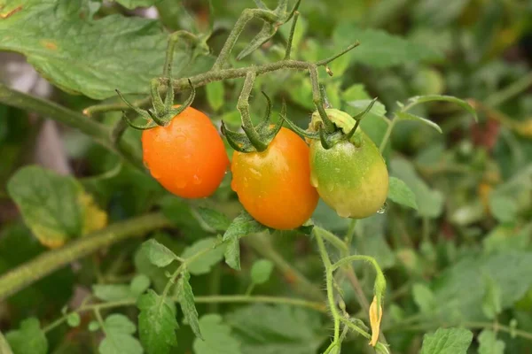 Cherry tomatoes cultivation in the vegetable garden. Cherry tomatoes are planted in May and can be harvested in about 50 days after flowering, making it easy for even beginners to grow.