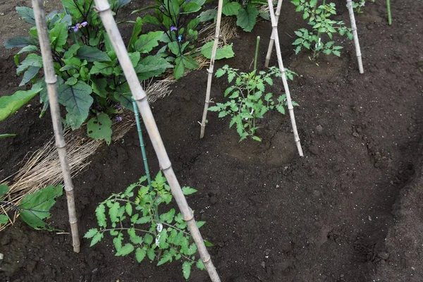 Cherry tomatoes cultivation in the vegetable garden. Cherry tomatoes are planted in May and can be harvested in about 50 days after flowering, making it easy for even beginners to grow.