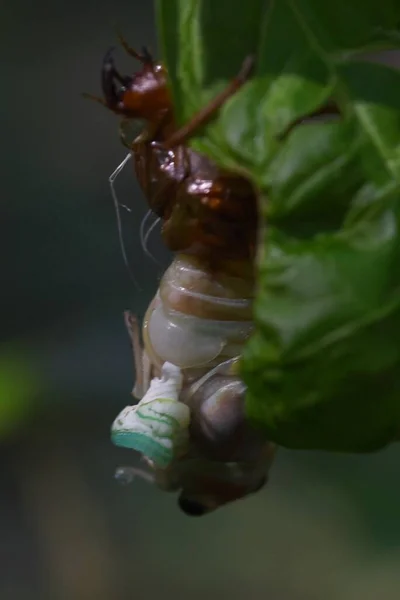 Cicada molting, emergence, and cast-off shell. A cicada takes two to three hours to emerge at night, and after becoming an adult, a cast-off shell remains.