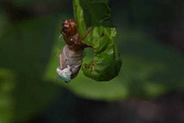 Cicada molting, emergence, and cast-off shell. A cicada takes two to three hours to emerge at night, and after becoming an adult, a cast-off shell remains.