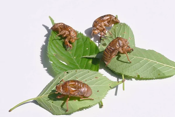 Cicada molting, emergence, and cast-off shell. A cicada takes two to three hours to emerge at night, and after becoming an adult, a cast-off shell remains.