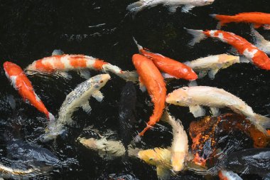 Japanese Nishikigoi (Colored carp) in ponds of Japanese shrine precincts.