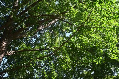A female ginkgo tree and ginkgo nuts. Ginkgoaceae deciduous Dioecious tree. Nuts is edible and medicinal.
