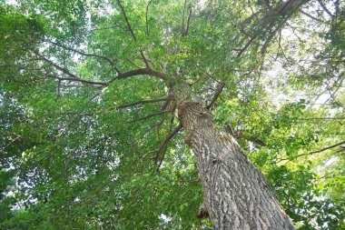 A female ginkgo tree and ginkgo nuts. Ginkgoaceae deciduous Dioecious tree. Nuts is edible and medicinal.