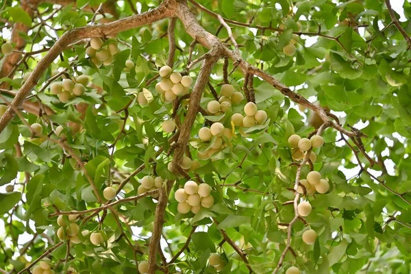 A female ginkgo tree and ginkgo nuts. Ginkgoaceae deciduous Dioecious tree. Nuts is edible and medicinal.