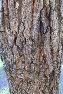 Quercus serrata tree. Fagaceae deciduous tree. The flowering season is from April to May, and the fruits (acorns) ripen from October to November. The bark is gray and fissured vertically.