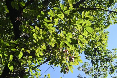 Quercus serrata tree. Fagaceae deciduous tree. The flowering season is from April to May, and the fruits (acorns) ripen from October to November. The bark is gray and fissured vertically.