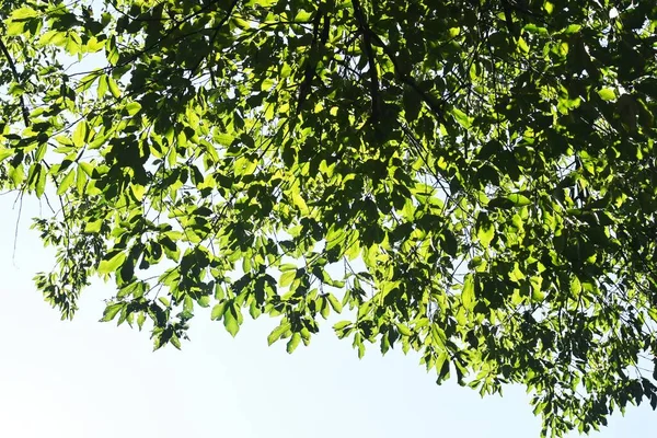 Quercus Serrata Tree Fagaceae Deciduous Tree Flowering Season April May — Fotografia de Stock