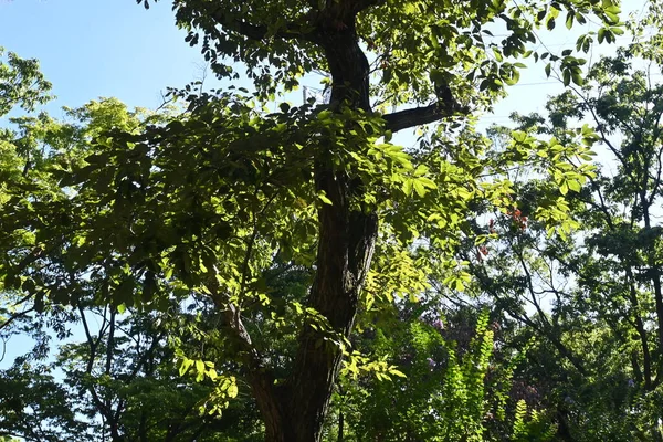 Quercus Serrata Tree Fagaceae Deciduous Tree Flowering Season April May — Zdjęcie stockowe