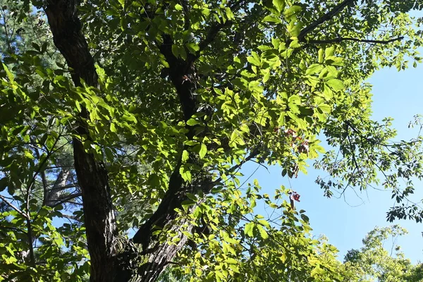 Quercus Serrata Tree Fagaceae Deciduous Tree Flowering Season April May — Fotografia de Stock