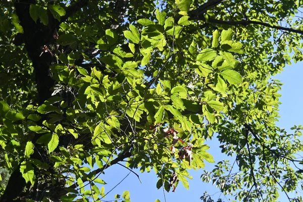 Quercus Serrata Tree Fagaceae Deciduous Tree Flowering Season April May —  Fotos de Stock
