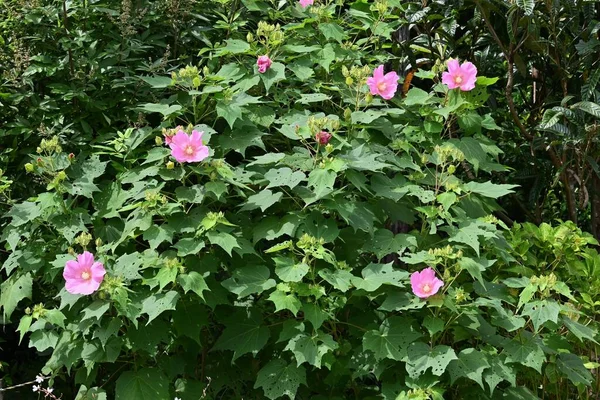 Cotton Rosemallow Hibiscus Muttabilis Flowers Malvaceae Deciduous Shrub Pink White — Foto Stock