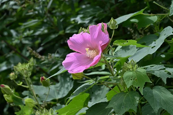 Cotton Rosemallow Hibiscus Muttabilis Flowers Malvaceae Deciduous Shrub Pink White - Stock-foto