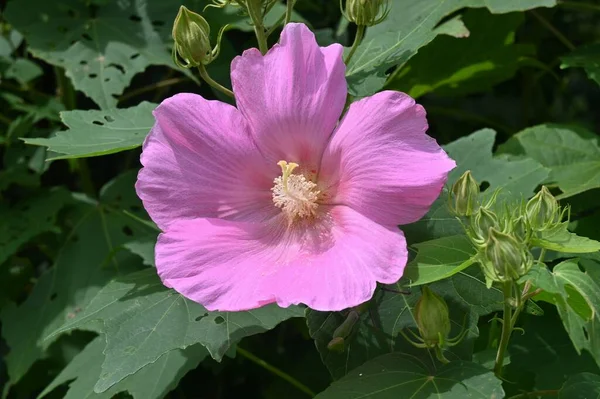 Cotton Rosemallow Hibiscus Muttabilis Flowers Malvaceae Deciduous Shrub Pink White — Fotografia de Stock