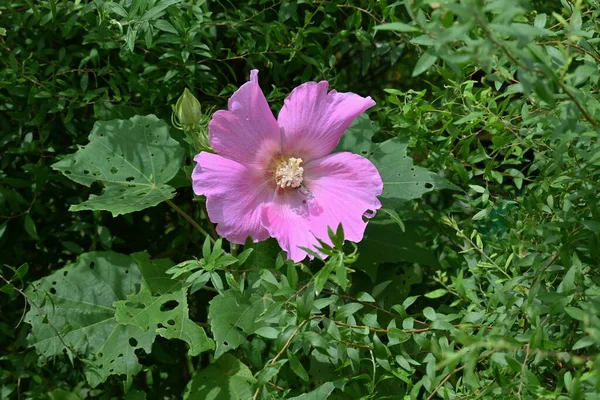 Cotton Rosemallow Hibiscus Muttabilis Flowers Malvaceae Deciduous Shrub Pink White — Fotografia de Stock