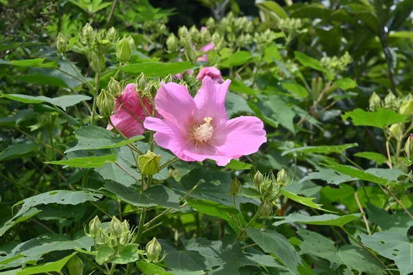 Cotton Rosemallow Hibiscus Muttabilis Flowers Malvaceae Deciduous Shrub Pink White — Foto Stock