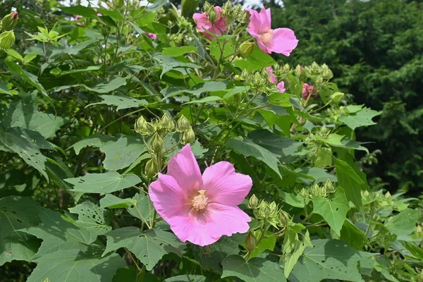 Cotton Rosemallow Hibiscus Muttabilis Flowers Malvaceae Deciduous Shrub Pink White — Φωτογραφία Αρχείου