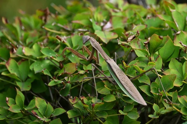 Female Arrow Winged Mantis Tenodera Angustipennis Brown Type Mantidae Insect —  Fotos de Stock