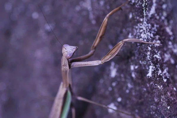 Female Arrow Winged Mantis Tenodera Angustipennis Brown Type Mantidae Insect — Stock Photo, Image