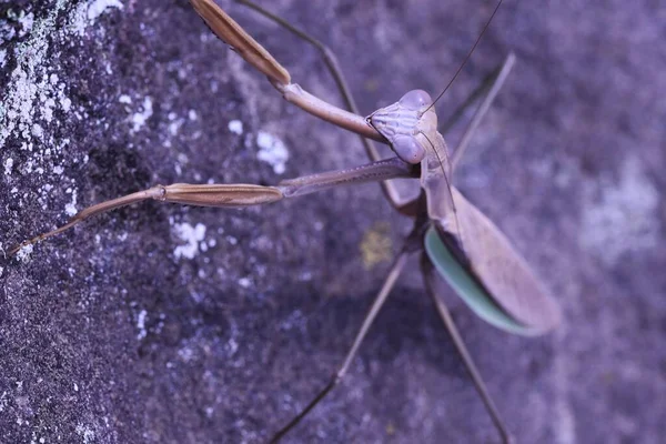 Female Arrow Winged Mantis Tenodera Angustipennis Brown Type Mantidae Insect — 스톡 사진