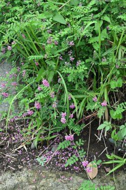 Indigofera pseudo-tinctoria flowers. Fabaceae deciduous shrub. Light red-purple flowers bloom from July to September.