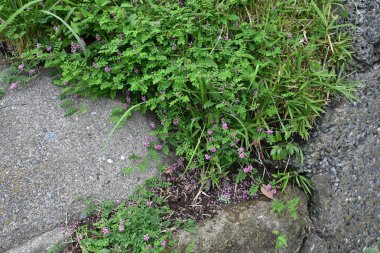 Indigofera pseudo-tinctoria flowers. Fabaceae deciduous shrub. Light red-purple flowers bloom from July to September.