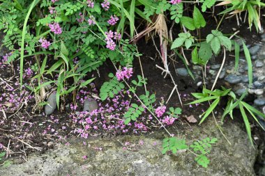 Indigofera pseudo-tinctoria flowers. Fabaceae deciduous shrub. Light red-purple flowers bloom from July to September.