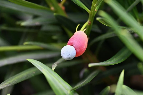 Yew Plum Pine Podcarpus Macrophyllus Berries Podocarpaceae Evergreen Dioecious Conifer — Stok fotoğraf