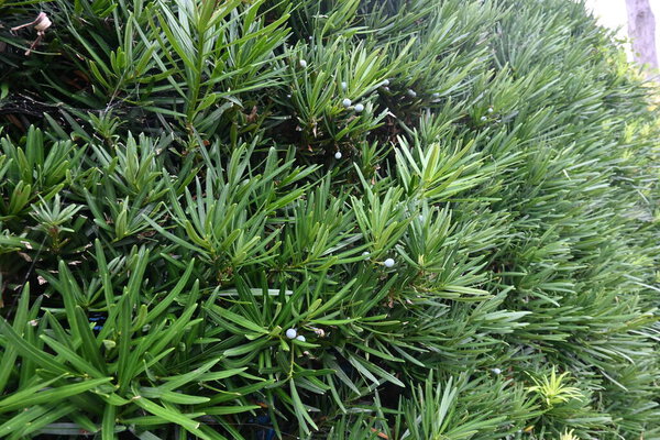 Yew plum pine ( Podcarpus macrophyllus ) berries. Podocarpaceae evergreen Dioecious conifer. The blue-green seed part is poisonous, but the red receptacle part is edible.