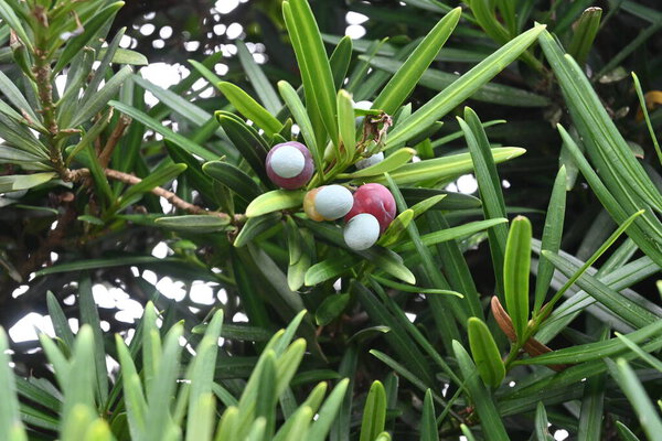 Yew plum pine ( Podcarpus macrophyllus ) berries. Podocarpaceae evergreen Dioecious conifer. The blue-green seed part is poisonous, but the red receptacle part is edible.