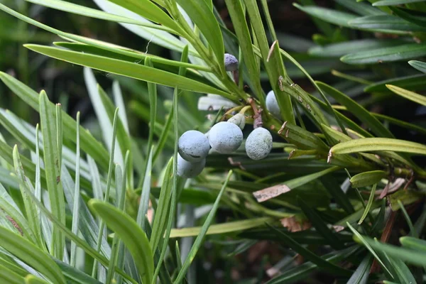 Yew Plum Pine Podcarpus Macrophyllus Berries Podocarpaceae Evergreen Dioecious Conifer — стоковое фото