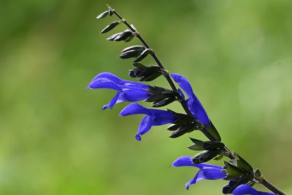 Salvia Guaritica花 原产于南美洲的兰科多年生植物 从夏初到秋末 深蓝色唇状花盛开 — 图库照片