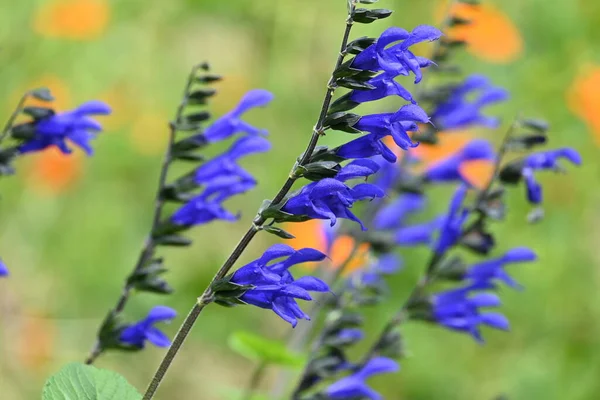 Salvia Guaranitica Flores Lamiaceae Planta Perene Nativa América Sul Flores — Fotografia de Stock