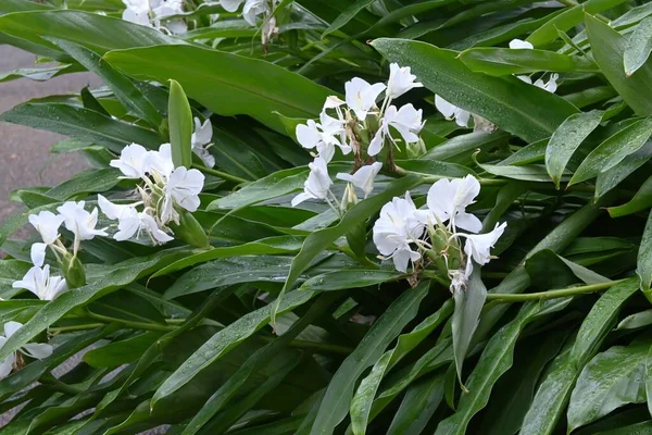 Zázvorové Lilie Zingiberaceae Věčně Zelené Trvalé Cibulovité Rostliny Obyvatelé Tropické — Stock fotografie