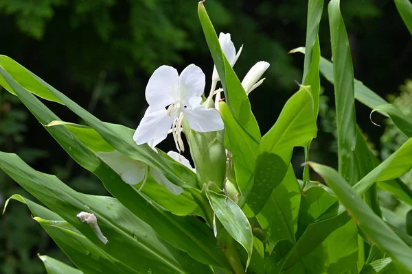 Gyömbérliliom Virágok Zingiberaceae Örökzöld Évelő Hagymafélék Trópusi Ázsiában Őshonos Fehér — Stock Fotó