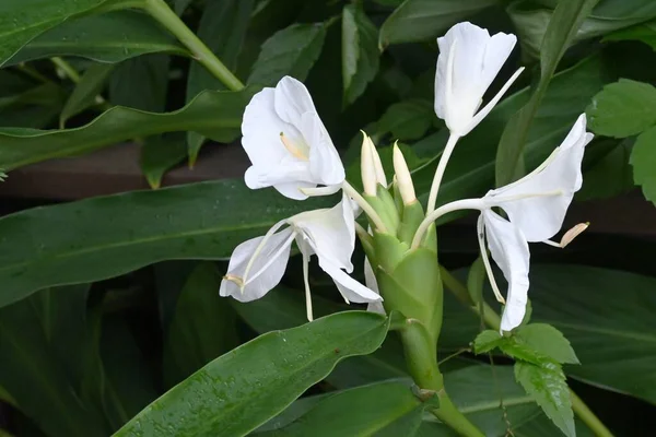 Imbirowe Kwiaty Lilii Zingiberaceae Wiecznie Zielone Wieloletnie Rośliny Bulwiaste Pochodzi — Zdjęcie stockowe