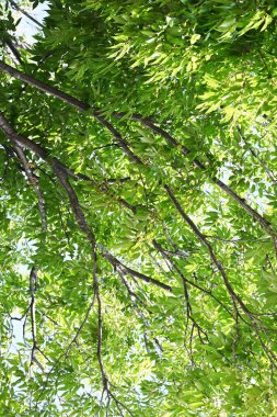 Zelkova Serrata gövdesi, dallar ve yapraklar. Ulmaceae yapraklı ağaç. Şekli iyi olduğu için, sokak ağacı kullanılır. Japonya 'da, tapınaklar ve türbeler inşa etmek için bir yapı malzemesi olarak kullanılır..