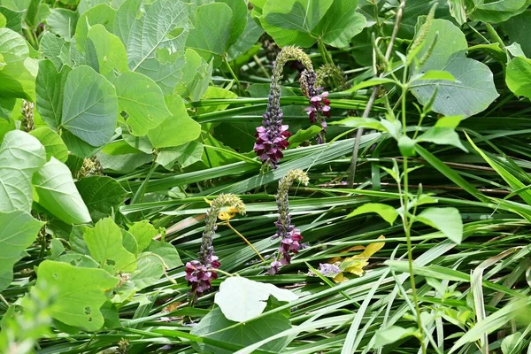 Kudzu Vine Japanese Arrowroot Flowers Fabaceae Perennial Bez Red Purple — 스톡 사진